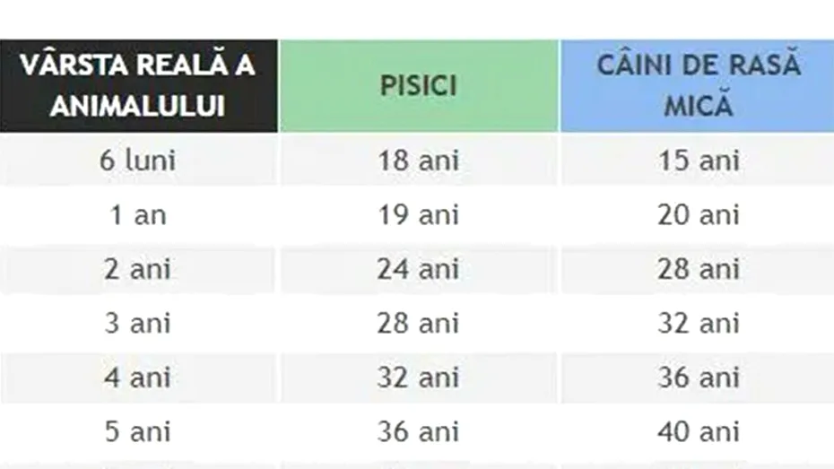 Tabel pentru câini și pisici | Ce vârstă are animalul tău de companie, în ani omenești, în funcție de rasă și de câți ani are acum