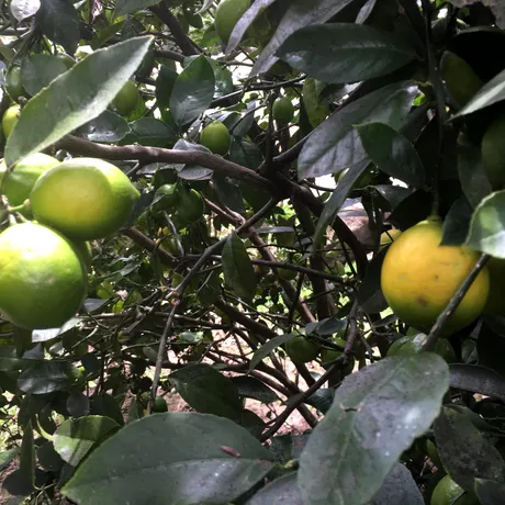 Fructul care poate ajuta la prevenirea pietrelor la rinichi. Mulți îl consumă fără să îi știe beneficiile
