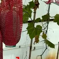 Fructul care nu se strică timp de un an. Este cultivat chiar în România, la Buzău