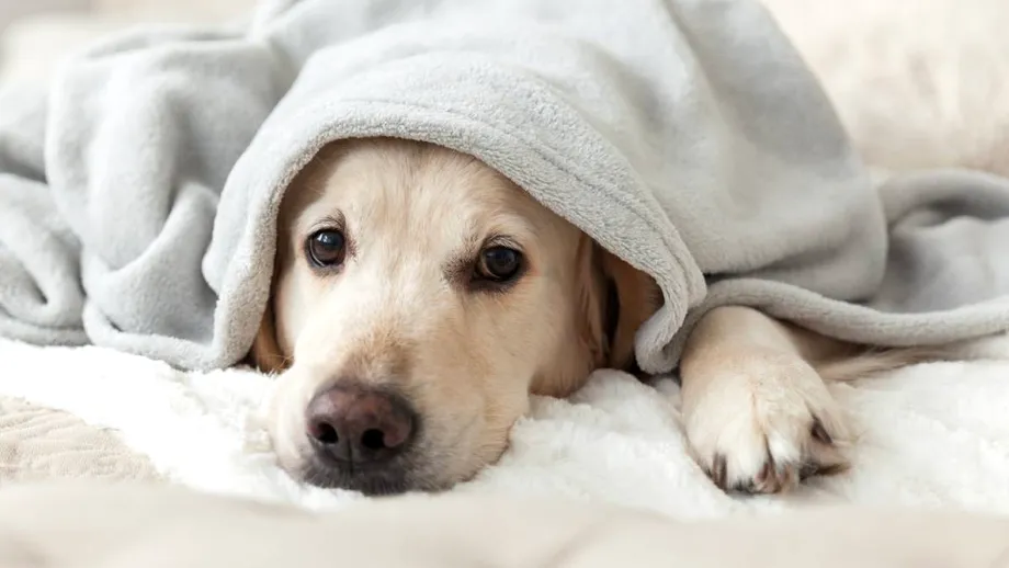 Hipotermia la animalele de companie: primele semne de alarmă care pun în pericol viața câinilor