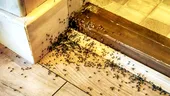 Ce pliculețe de ceai să folosești pentru a scăpa de furnici. Costă 4 lei și protejezi casa toată vara!