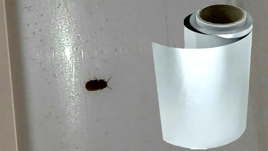 Cum să scapi de gândaci și de țânțarii din casă, cu o simplă folie de aluminiu