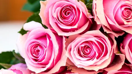 Trandafirii, florile iubirii, sănătăţii şi plăcerii