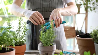 Ce plante aromatice merită cultivate în mai și cum pot ajuta digestia