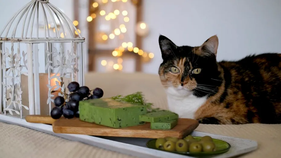 De ce sunt pisicile obsedate de măsline. Motivul pentru care felinele nu pot rezista acestor gustări delicioase