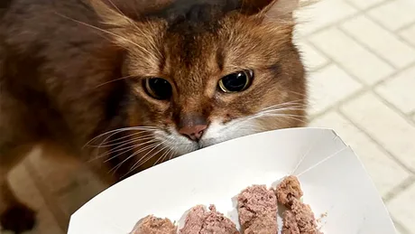Motivul pentru care pisica ta refuză să mai mănânce hrană umedă. Ce mesaj vrea să îți transmită, de fapt