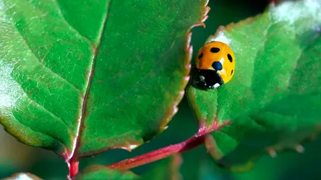 Insecta „erou” care îți protejează plantele și reduce dăunătorii în mod natural