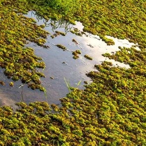 „Caviarul verde”, leguma care i-a înnebunit pe europeni! Crește în apă și se folosește pentru a trata guta sau artrita reumatoidă