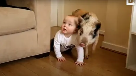 Imagini adorabile. Un bebeluș, pasionat de Peppa Pig, a primit un purcel adevărat. Cei doi sunt inseparabili