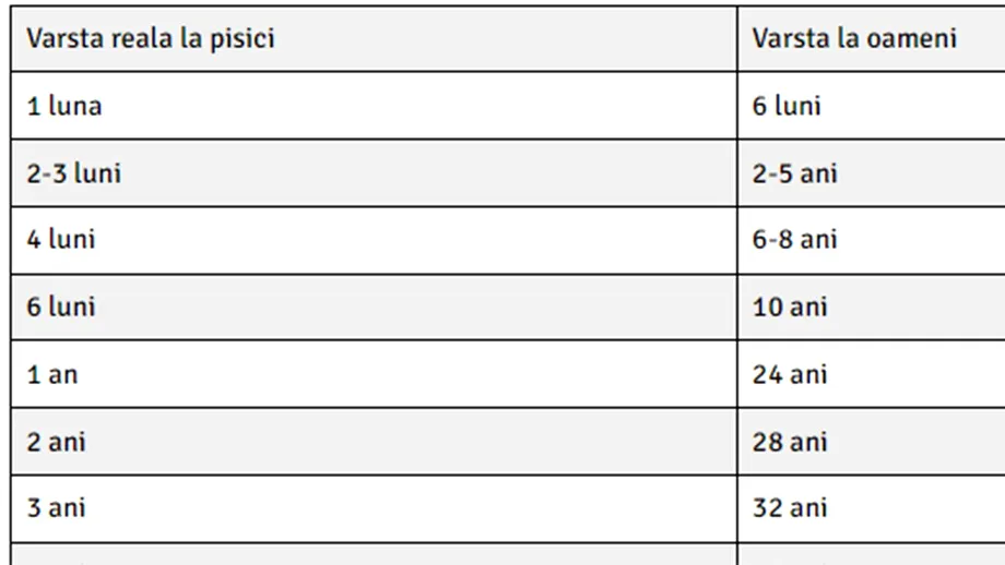Tabelul vârstei reale a pisicilor | Câți ani ar avea pisica ta, dacă ar fi om