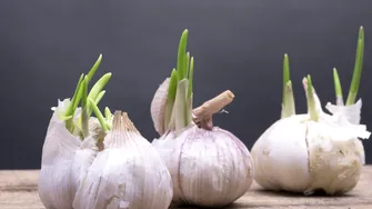 Poți mânca usturoiul încolțit? Răspunsul specialiștilor te-ar putea surprinde