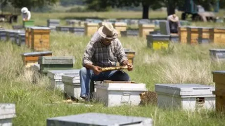 Reumaticii, tratati cu inhalatii cu aer din stupii de albine