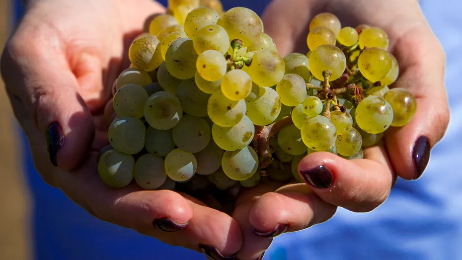 Strugurii îngrașă? Câte calorii au strugurii și de ce sunt numiți „fructele longevității”