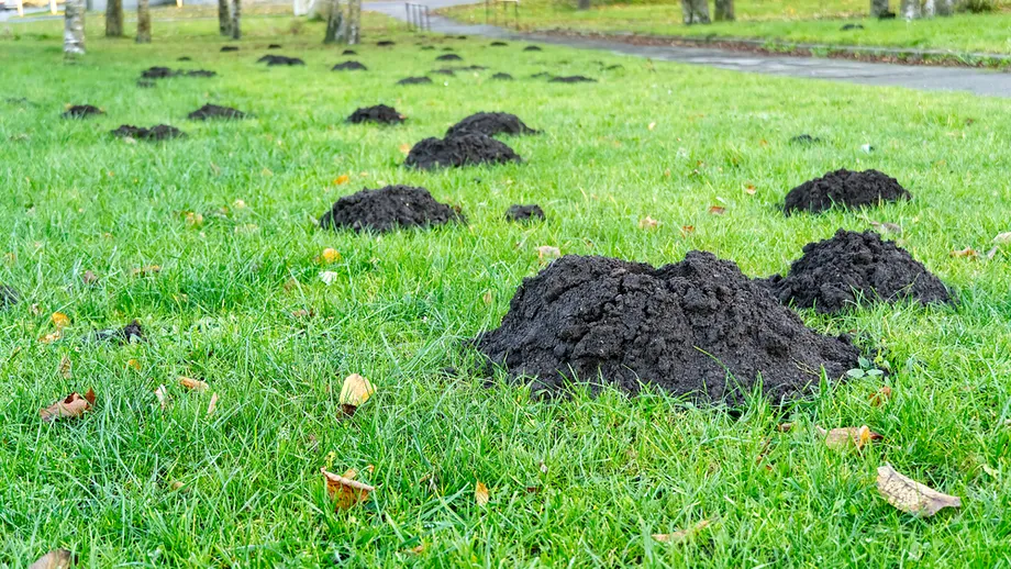 Cum să scapi definitiv de cârtițe toamna, doar cu săpun lichid. Trucul de care nu ai auzit până acum