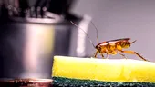 Ai gândaci în casă, în timpul sezonului cald? Soluția din două ingrediente care îi ține la distanță