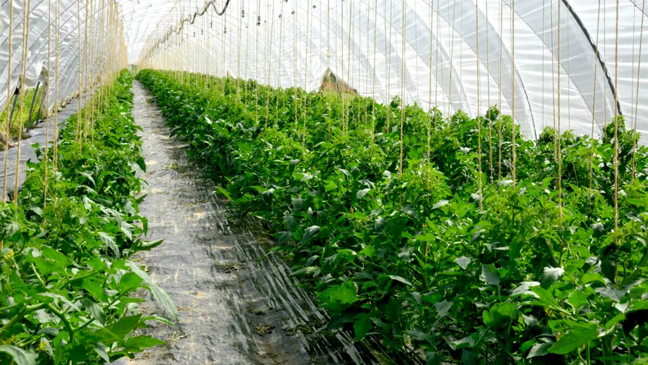 Cum scapi rapid de musculița neagră de pe roșii. Insecticidul natural care funcționează din prima