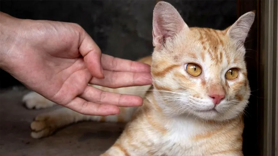 Motivul real pentru care pisica ta începe să te ignore complet, din senin. Boala de care ar putea suferi, de fapt