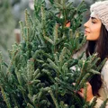 Care soi de brad miroase cel mai puternic în casă. Are și o rezistență mai mare
