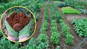 Ce să pui în pământul din grădină, pentru a avea cele mai frumoase flori și cele mai gustoase roșii. Majoritatea gospodinelor îl aruncă la gunoi