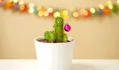 Cum să transformi un cactus de Crăciun într-o moștenire de familie. Sfaturi pentru planta care poate trăi peste 100 de ani