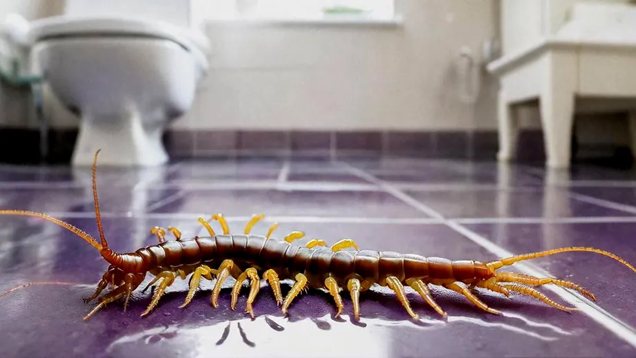 Cum să scapi definitiv de miriapozii din casă. Trucuri să nu-ți mai invadeze locuința