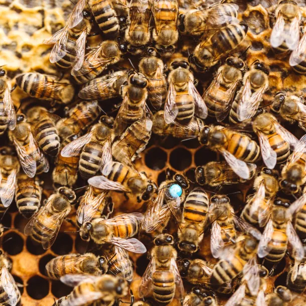 Avertismentul care îi va îngrozi pe toți cei care se tem de albine: O înțepătură te poate ucide!