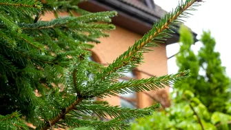 De ce nu e bine să plantezi un brad în curte. Ce riști să pățești, conform superstițiilor