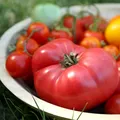 Cele mai sănătoase soiuri de roșii. Diferențele dintre roșiile cherry, roșii, galbene și negre