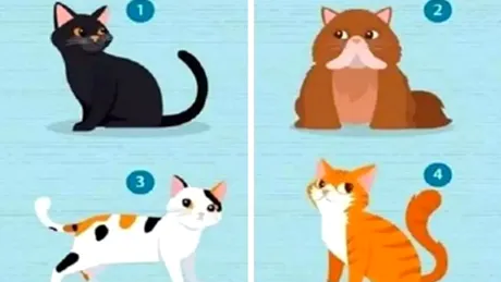 Testul pisicilor care îți dezvăluie personalitatea ascunsă! Alege ghemotocul de blană preferat și vezi ce spune acesta despre tine