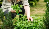 Sirop de mentă – cum îl faci acasă și la ce e bun