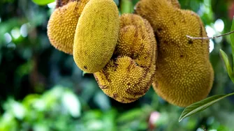 Jackfruit și beneficiile sale pentru sănătatea femeilor! Conține și antioxidanți care combat îmbătrânirea prematură a pielii