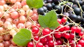 Coacăzele - beneficiile incredibile ale acestor fructe mici acrișoare