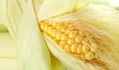 De ce să nu arunci niciodată mătasea de la porumb după ce l-ai fiert. Efectele uriașe pe care le are în organism