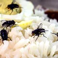 Metoda simplă care alungă muștele din casă fără insecticide