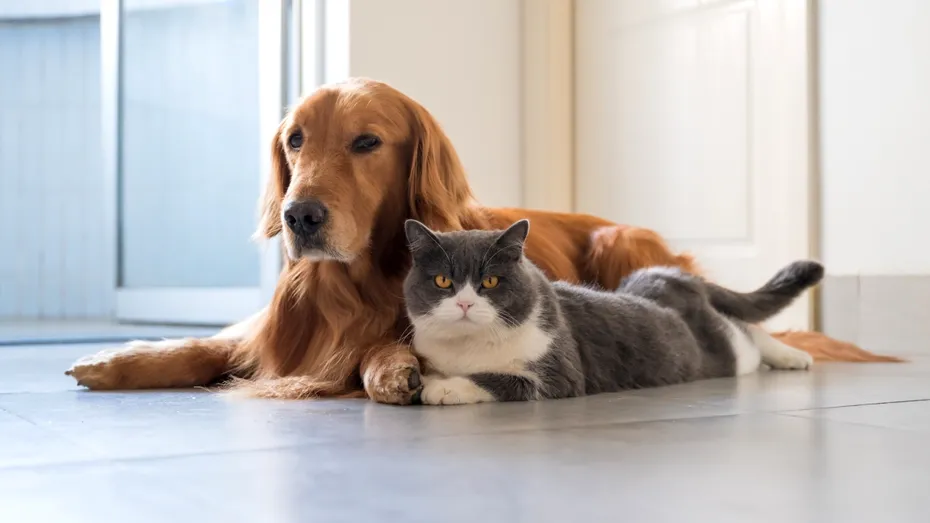 Cum afectează fumul de țigară animalele. Medicul veterinar trage un semnal de alarmă pentru cei cu animale de companie