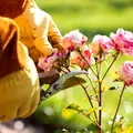 Cum pregătești trandafirii pentru iarnă. Greșelile care îi pot face să sufere în sezonul rece