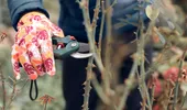 Ce faci cu florile după caniculă și cum pregătești grădina pentru toamnă. Cum salvezi plantele afectate de soare și căldură