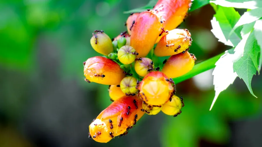 Cum să scapi de furnici în grădină! Soluția e în aceste metode naturale ușor de preparat
