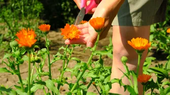 Cum poți folosi apa oxigenată la plante și răsaduri? Ce efecte nebănuite are