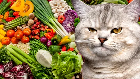 Leguma toxică pentru toate pisicile. Nu îi da să mănânce așa ceva niciodată!