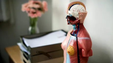 Nervul care îți controlează inima, respirația și digestia. Ce este nervul vag și de ce medicii îl numesc „autostrada sănătății” a corpului