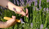 Plante care trebuie să fie tunse în februarie pentru o grădină înfloritoare! Lavanda necesită atenție specială