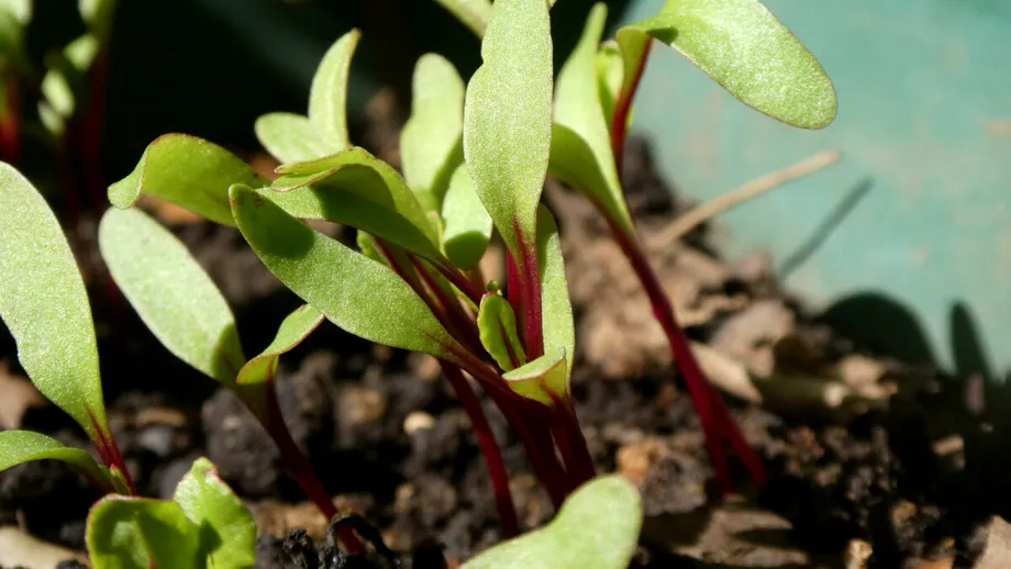 Leguma pe care o poți cultiva cu ușurință în ghiveci, chiar pe balcon! E rezistentă și foarte productivă