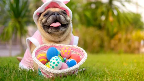 Tradiții amuzante de Paște în lume. Cele mai ciudate obiceiuri de sărbătorile pascale