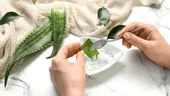 Efecte adverse care pot apărea dacă folosești aloe Vera pe piele