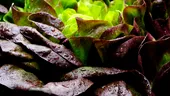 Salata cu frunze roșii și beneficiile sale uimitoare în sănătate