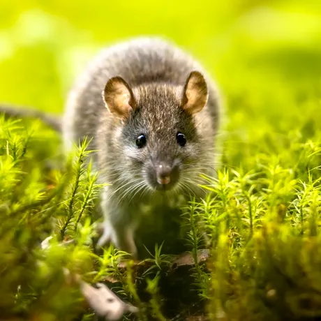 Ingredientul ieftin din bucătărie care ține șobolanii departe de grădină. Soluția naturală recomandată de experți!