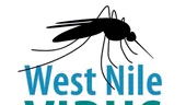Muşcături de ţânţari – cum să ne ferim de infectarea cu West Nile