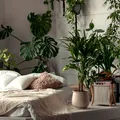Plantele care elimină mirosurile neplăcute din locuință fără odorizante chimice. Ce să alegi pentru fiecare cameră