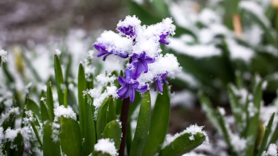 Florile care rezistă cel mai bine în sezonul rece. Le poți planta cu ușurință în grădină